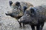 boar-2256296_150_boar forest school song