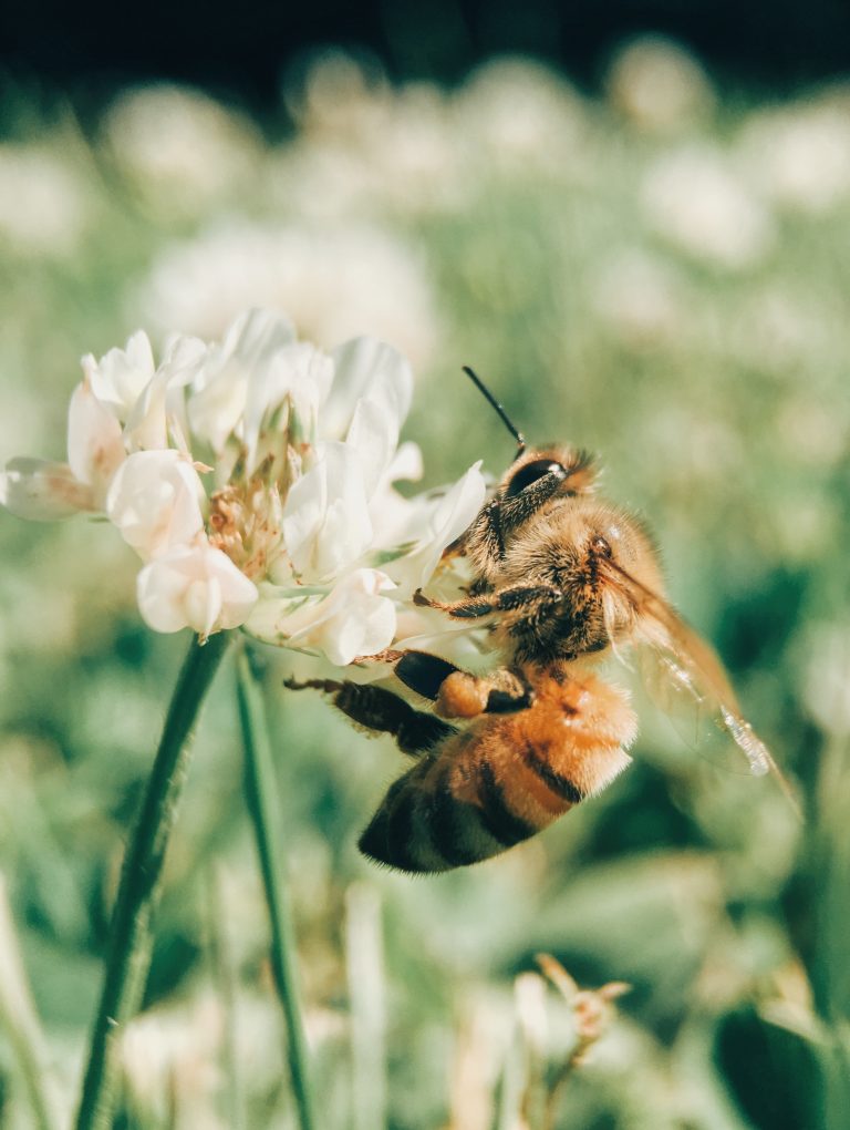 aaron-burden-2xhOYKK-jAM-unsplash-768x1020 Unveiling Nature's Wonders: Introducing Our New CPD Course on Beekeeping 🐝