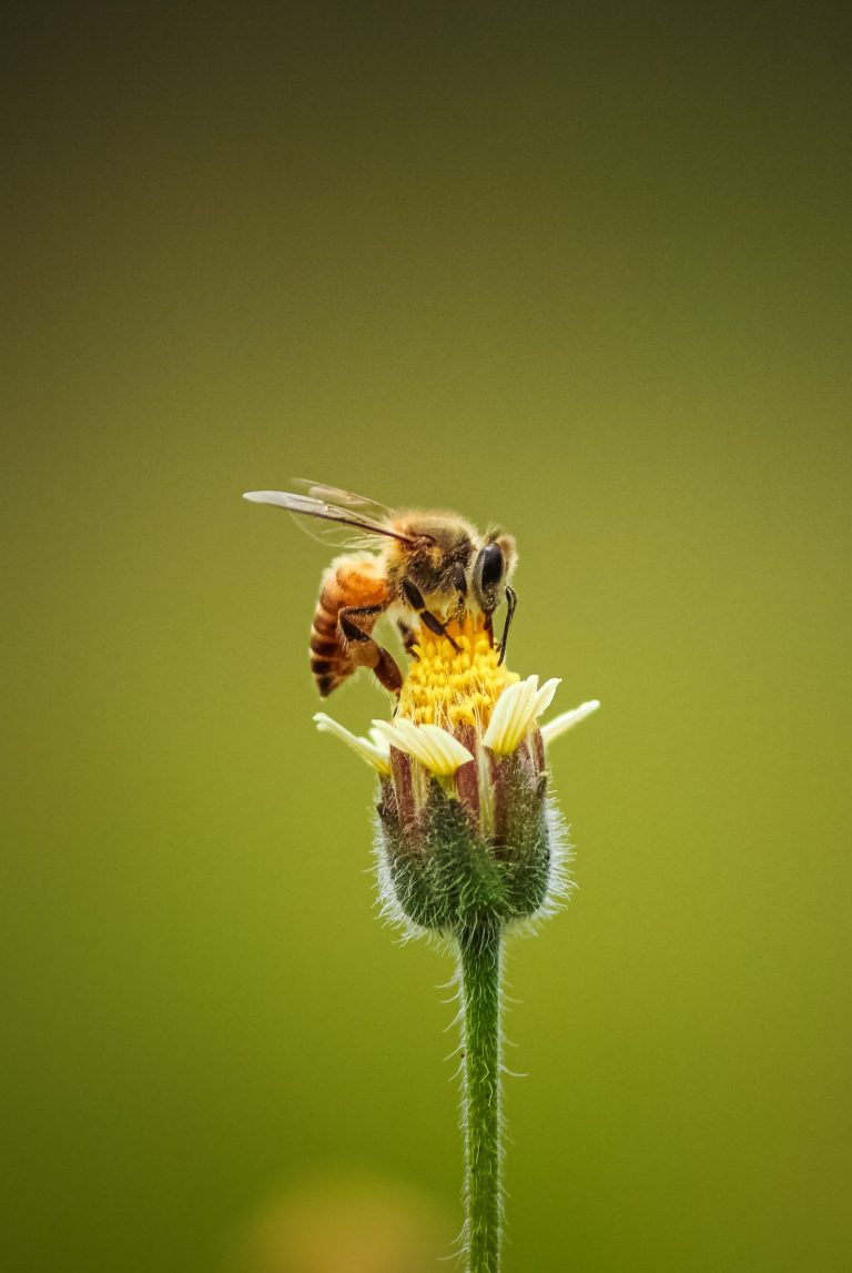 ankith-choudhary-AbBZKCPzLQQ-unsplash-768x1147 Unveiling Nature's Wonders: Introducing Our New CPD Course on Beekeeping 🐝