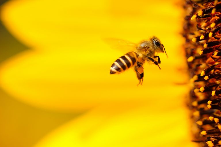 boris-smokrovic-gr7ZkoZnHXU-unsplash-768x512 Unveiling Nature's Wonders: Introducing Our New CPD Course on Beekeeping 🐝