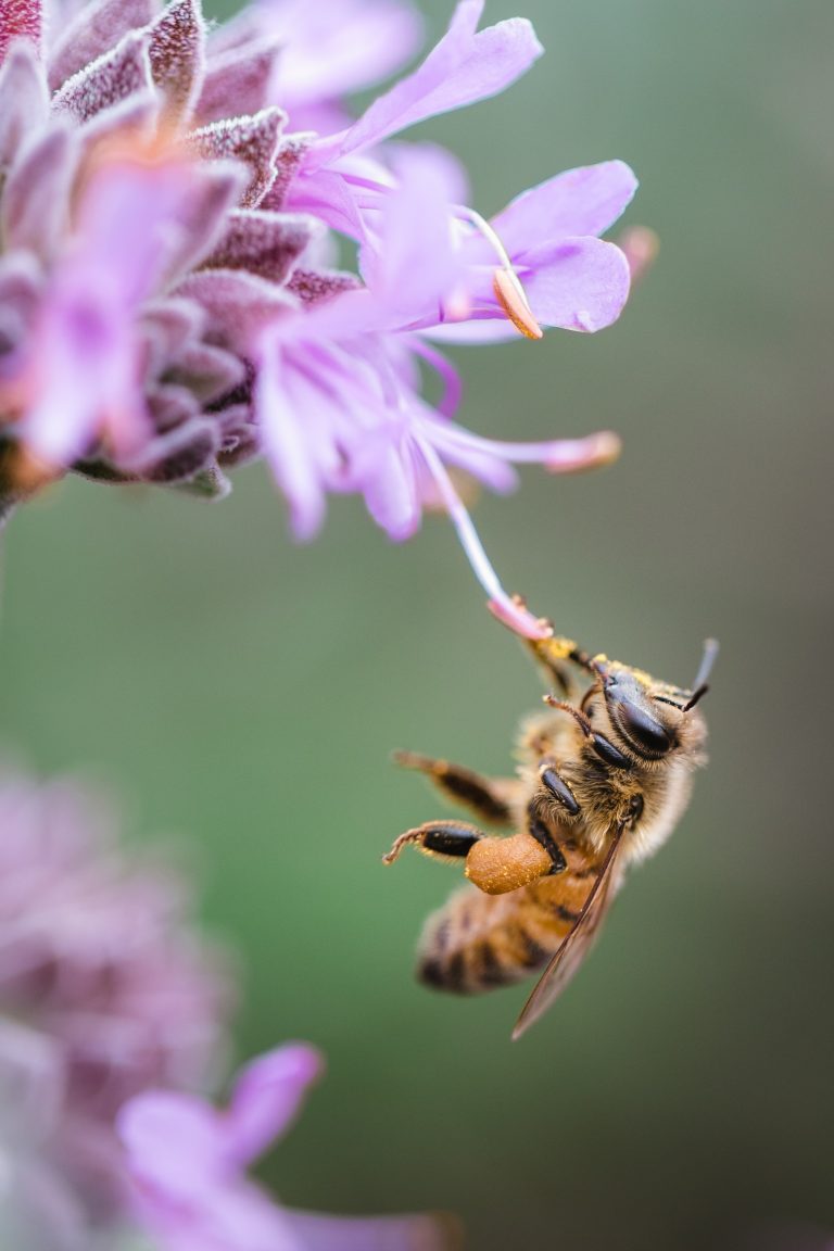jason-leung-Qgb9urMZ8lw-unsplash-768x1152 Unveiling Nature's Wonders: Introducing Our New CPD Course on Beekeeping 🐝