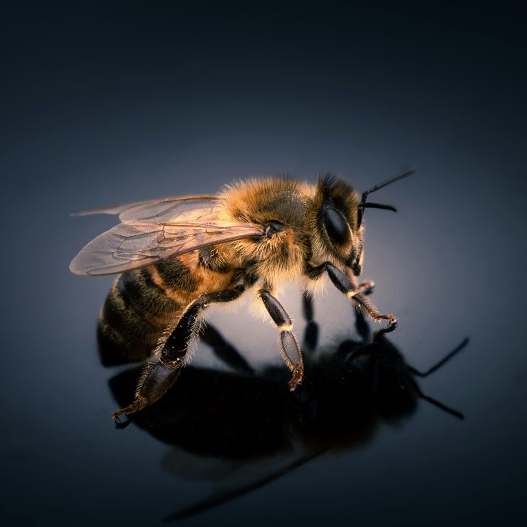 michael-milverton-FpFkjVDALnI-unsplash-768x768 Unveiling Nature's Wonders: Introducing Our New CPD Course on Beekeeping 🐝