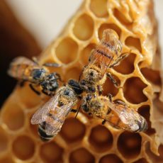 Unveiling Nature’s Wonders: Introducing Our New CPD Course on Beekeeping 🐝