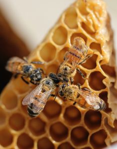 shelby-cohron-UQwbKtu-2Ek-unsplash-235x300 Unveiling Nature's Wonders: Introducing Our New CPD Course on Beekeeping 🐝