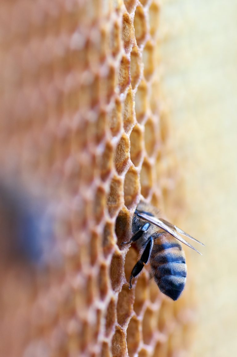 wolfgang-hasselmann-FpmSLjo408E-unsplash-768x1156 Unveiling Nature's Wonders: Introducing Our New CPD Course on Beekeeping 🐝