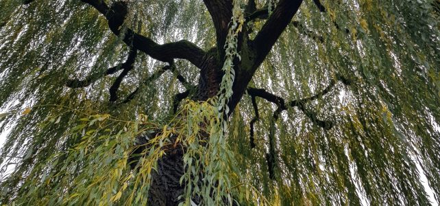 Unveiling the Enchantment of Salix: Discovering the Ecological, Cultural, and Economic Significance of Willows 🌿✨